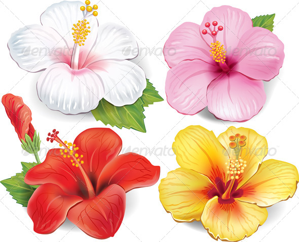 Hibiscus Flower Outline » Tinkytyler.org - Stock Photos & Graphics